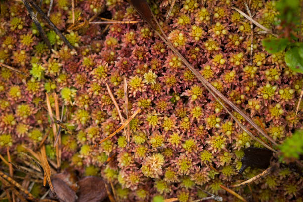 istock A beautiful, vibrant, fresh moss in the forest after the rain. 815227242