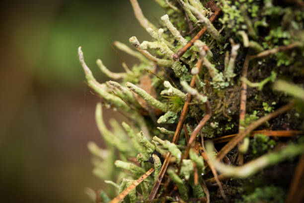 istock Beautiful lichen in the forest after rain. 815227252