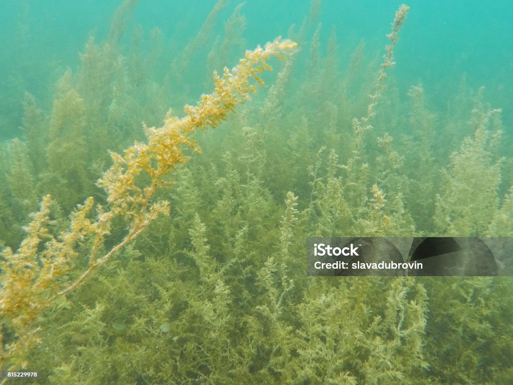 Underwater landscape with sea plants and seaweed. Warm tropical lagoon ecosystem. Marine sea view with coral reef Algae Stock Photo