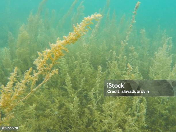 Underwater Landscape With Sea Plants And Seaweed Warm Tropical Lagoon Ecosystem Stock Photo - Download Image Now