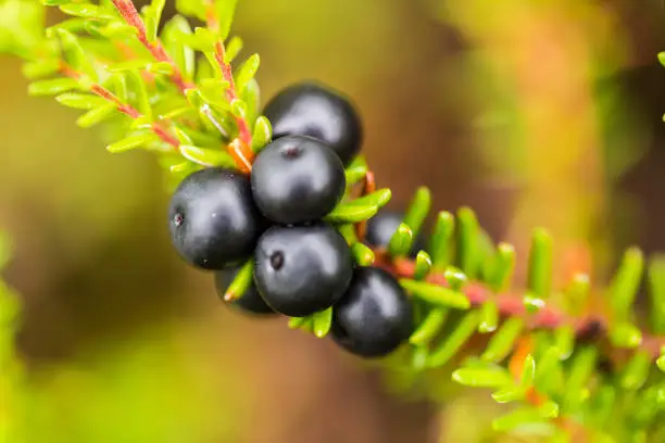 Beautiful ripe crowberries in a summer forest after the rain. Shallow depth of field closeup macro photo.