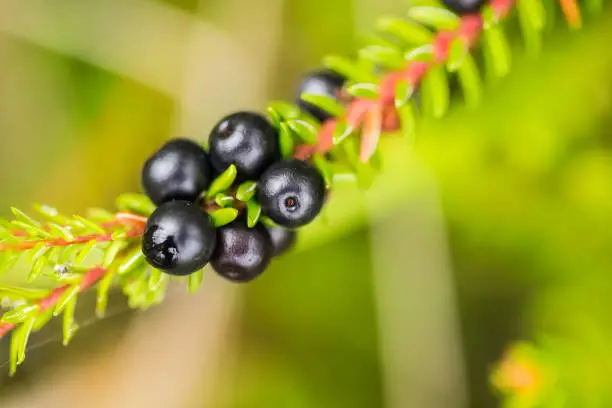 Beautiful ripe crowberries in a summer forest after the rain. Shallow depth of field closeup macro photo.
