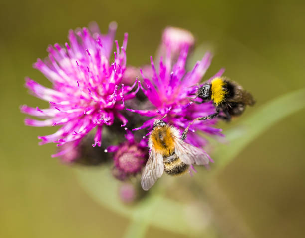 istock A beautiful wild bumblebee gathering honey from marsh thistle flower. Macro, shallow depth of field photo. 815234736