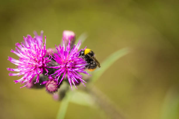 istock A beautiful wild bumblebee gathering honey from marsh thistle flower. Macro, shallow depth of field photo. 815234802