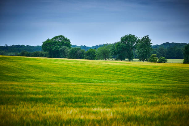 Green and yellow field with barley crop. Danish agricultural landscape.