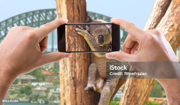 Tomar Foto Con Teléfono Celular O Un Koala En Australia Foto de stock y más banco de imágenes de Animal