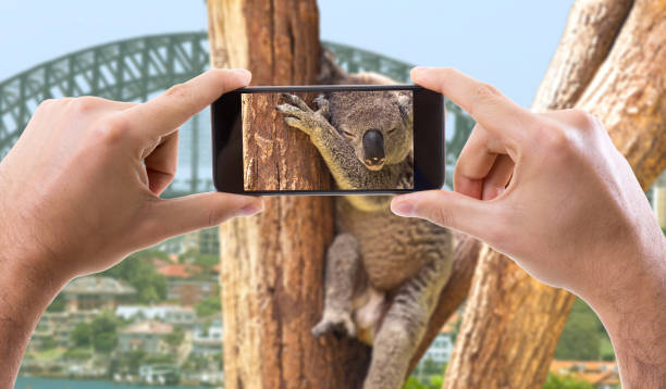 tirar foto com o celular um koala na austrália - koala sydney australia australia animal - fotografias e filmes do acervo