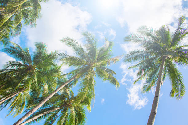 istock Palm tree and bright blue sky with white clouds. Tropical nature idyllic photo for banner background. 815235586