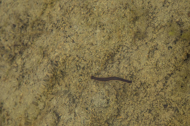 istock A brown leech swimming in a shallow pond. 815240638