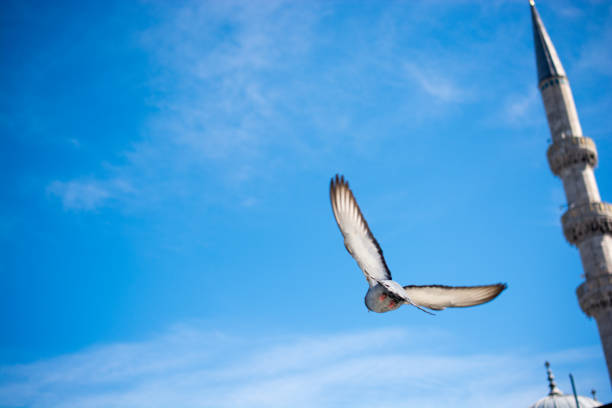 istock Pigeon flying in air 815240698