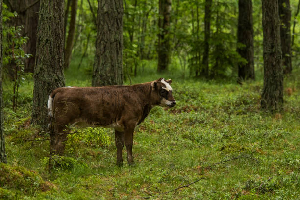 istock A curious wild cows in a forest. Mother cows with calfs. Grazing in forest. 815240864