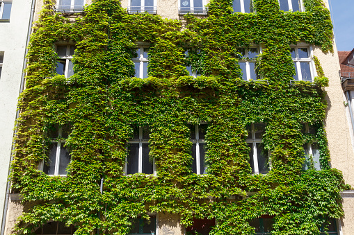 Windows in a green wall covered with ivy