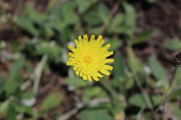 istock Flower of Hawkweed (Hieracium ) close-up 815259134