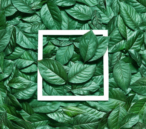 istock Creative layout made of leaves with paper card note. Flat lay. Nature concept 815259202