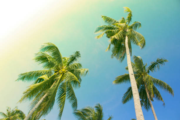 istock Romantic palm tree on tropical island. Bright blue sky background. 815270670