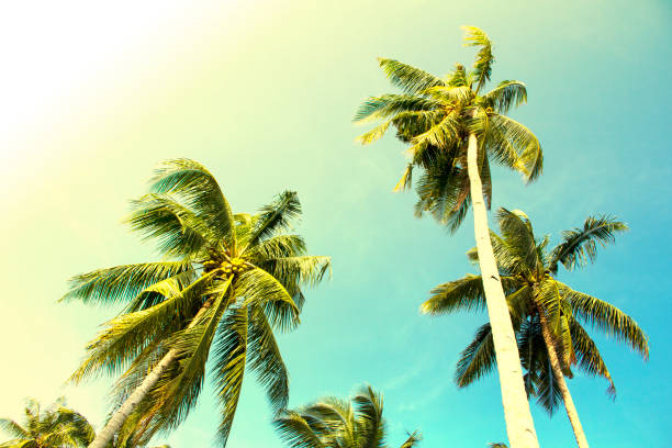 istock Romantic palm tree on tropical island. Bright blue sky background. 815273730