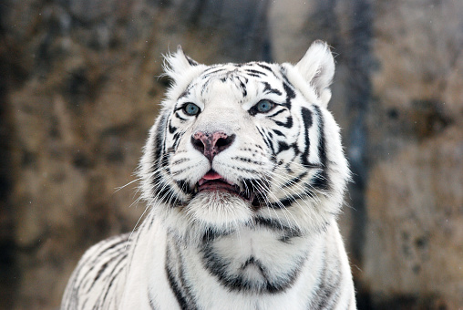 White Bengal Tiger in Wildlife