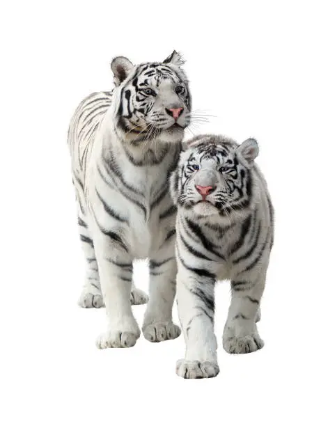 Photo of Two white tigers