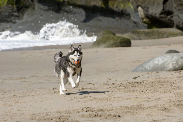 istock Black and Grey Dog Playing on the Beach 815276832