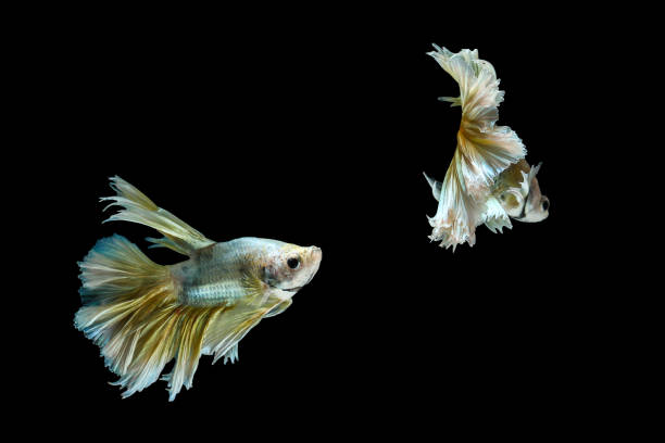 istock Siamese fighting fish or Betta fish isolated on black background. 815276940