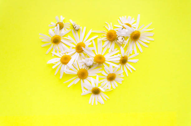 istock heart of daisies on a yellow background 815281908