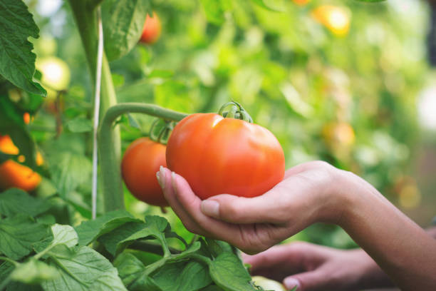 istock Close up of female hands holding a tomato 815281976
