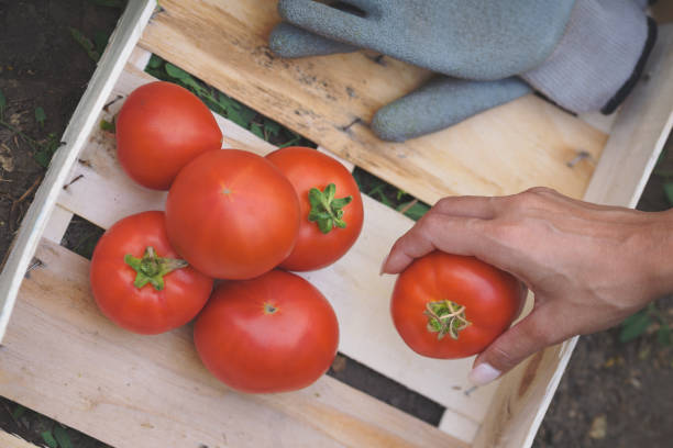 istock Close up of female hand puting a tomato in basket 815282170