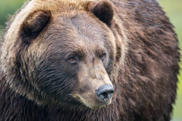 istock Close Up View of Grizzly Bear 815282414