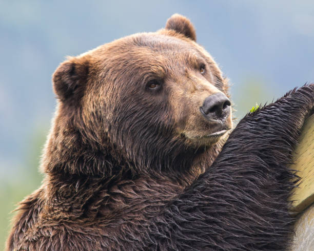 istock Close Up View of Grizzly Bear 815282418