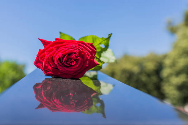istock One wild rose on the tombstone 815282466
