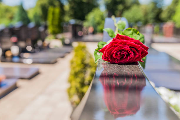 istock Rose in a cemetery with headstone 815282470