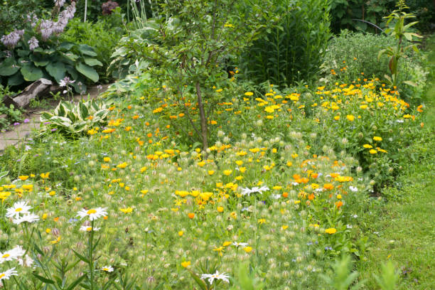 istock marigold flowers in cottage garden 815284550