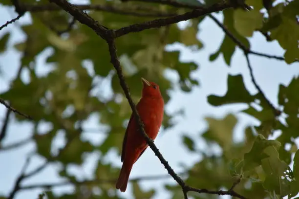 A beautiful redbird along a trail in Castlewood State Park.