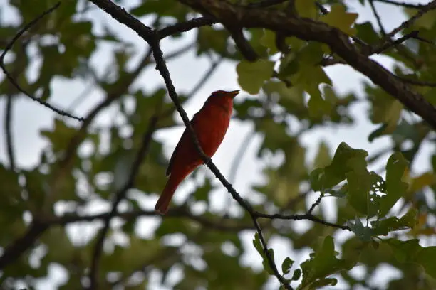 Redbird that I heard singing while I walked the trail