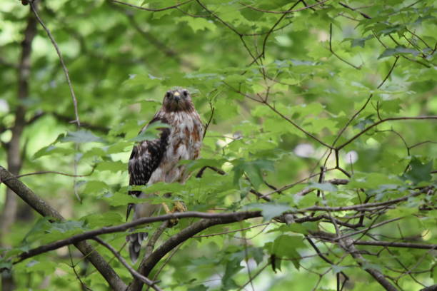 istock Bird of Prey looking for prey 815285294