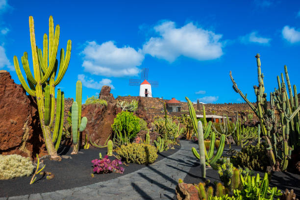cactus jardín en isla de lanzarote - rock mill fotografías e imágenes de stock