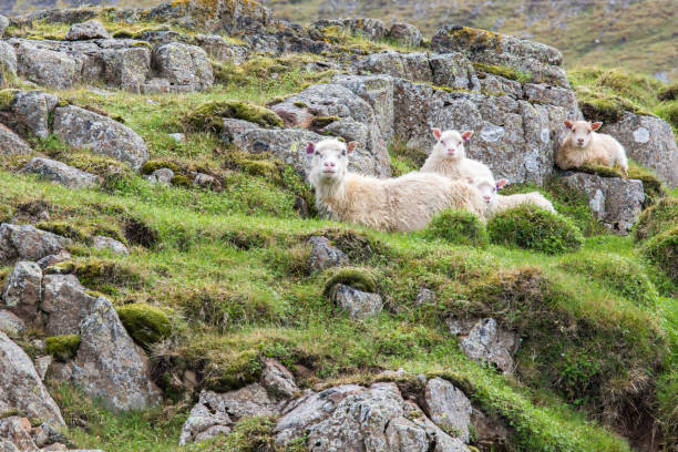 Icelandic Sheep and Lamb in the Field stock photo