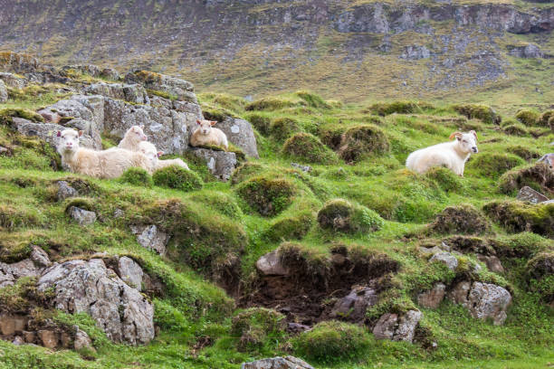 Icelandic Sheep and Lamb in the Field stock photo