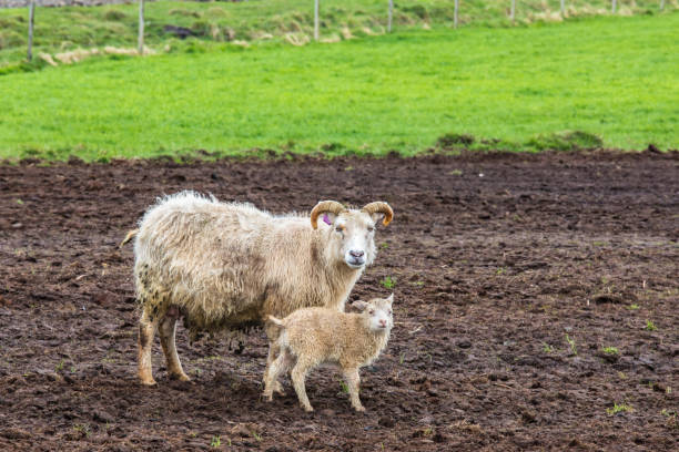 Icelandic Sheep and Lamb in the Field stock photo