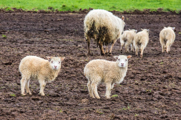 Icelandic Sheep and Lamb in the Field stock photo