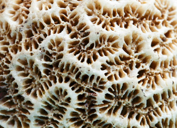 istock Dead coral texture macro photo. Seashore animal old coral structure closeup. Abstract macro background. 815303386
