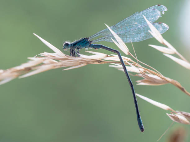istock Dragonfly in the morning sun. 815303592