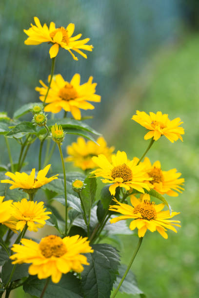 istock topinambur flowers selective focus 815318562