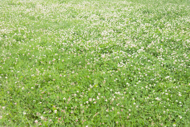 istock Summer bright green meadow with clover 815318568