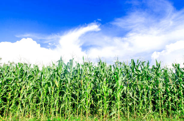 istock Landscape of corn field with blue sky 815318602