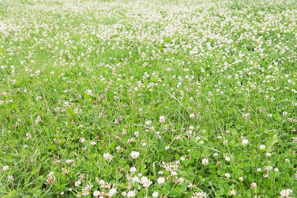 istock Summer bright green meadow with clover 815318684