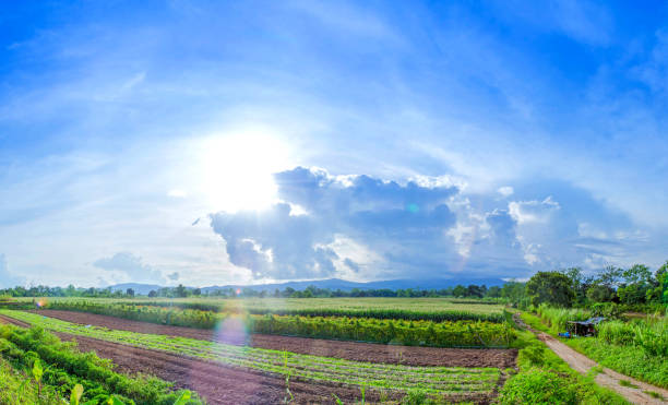 istock Landscape of corn field and wide corn farm with the sunset 815321164