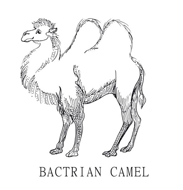 ilustrações de stock, clip art, desenhos animados e ícones de bactrian camel, illustration sketch of camelus bactrianus, for children coloring - bactrianus