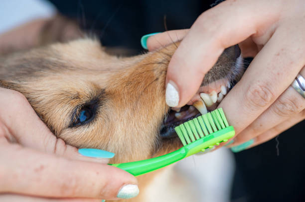Brushing Shetland Sheepdogs Teeth - fotografia de stock