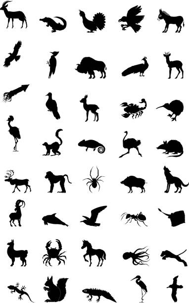 world of animal set of silhouettes of different animals, volume 2 the boar fish stock illustrations